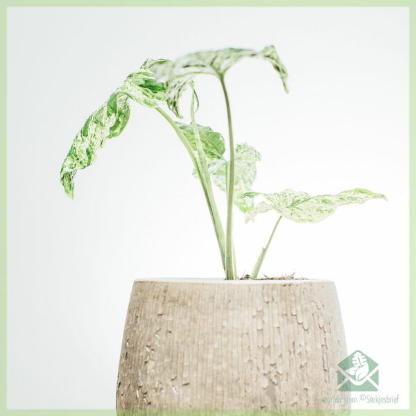 Buy Syngonium Mottled Variegata