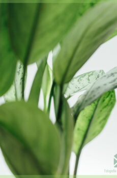 Køb og pleje af Aglaonema 'Maria Christina'