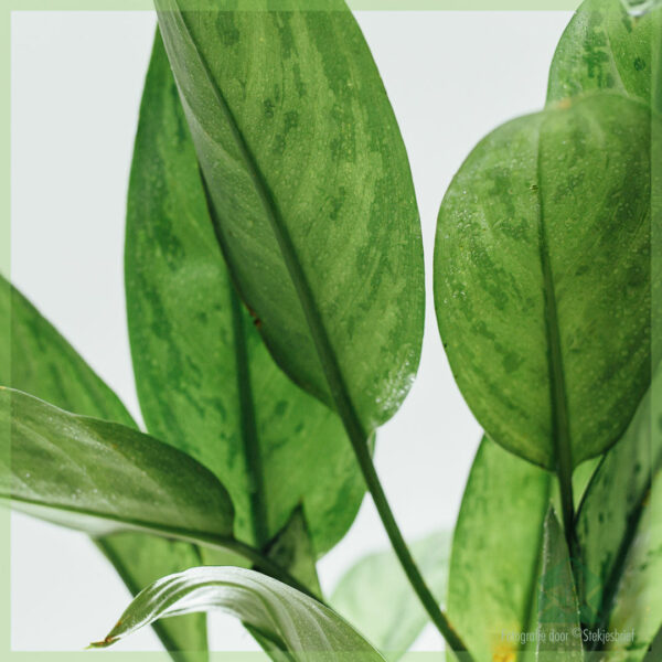 Kauf und Pflege von Aglaonema 'Maria Christina'