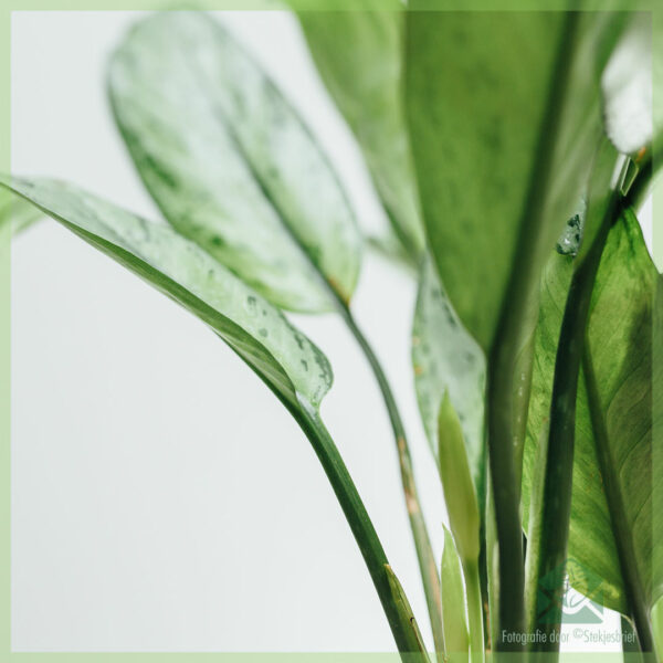 Kauf und Pflege von Aglaonema 'Maria Christina'