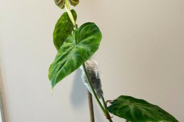 Luftskiktande krukväxter philodendron