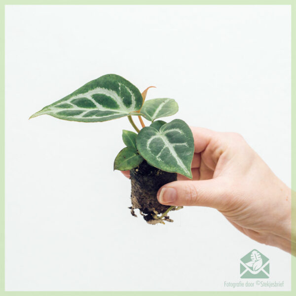 Anthurium Clarinervium geworteld stekje kopen