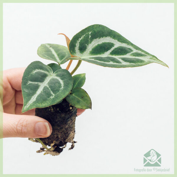 Anthurium Clarinervium geworteld stekje kopen