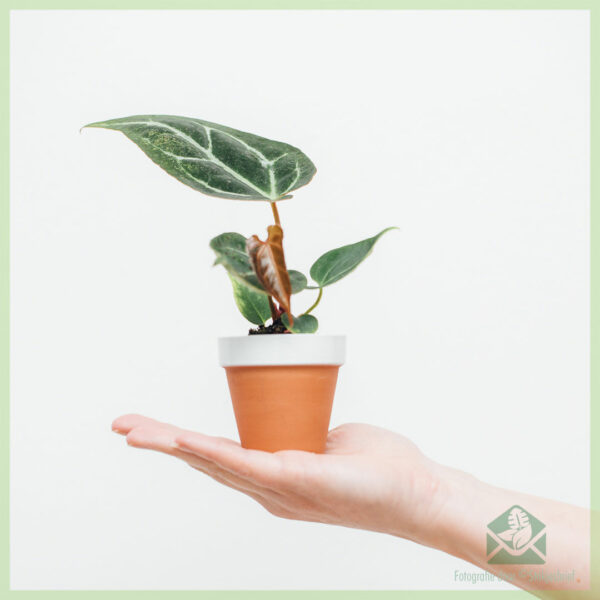 Anthurium Crystallinum geworteld stekje kopen