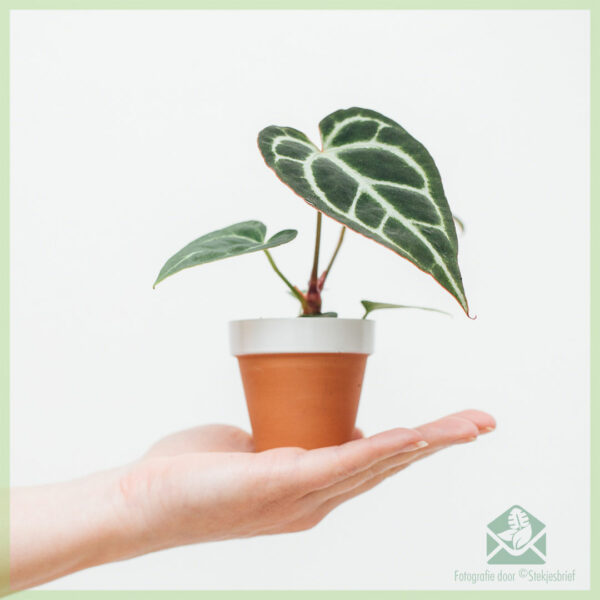 Anthurium Crystallinum geworteld stekje kopen