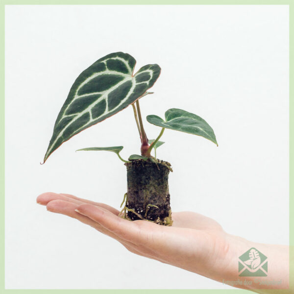 Anthurium Crystallinum geworteld stekje kopen