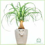 Beaucarnea Recurvata Olifantspoot kopen