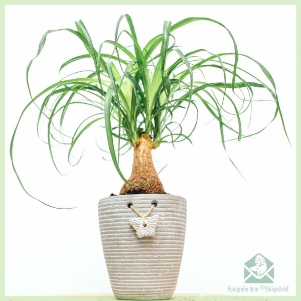 Beaucarnea Recurvata Olifantspoot kopen