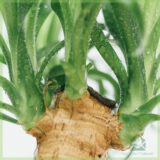 Beaucarnea Recurvata Olifantspoot kopen