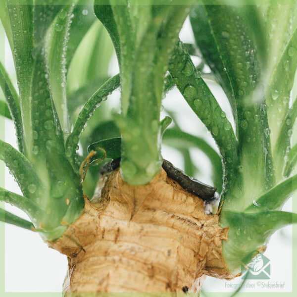 Beaucarnea Recurvata Olifantspoot kopen