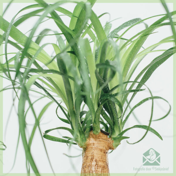 Beaucarnea Recurvata Olifantspoot kopen