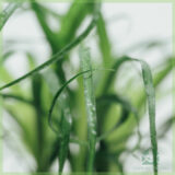 Beaucarnea Recurvata Olifantspoot kopen