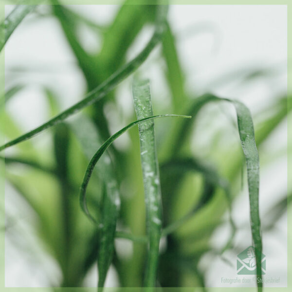 Beaucarnea Recurvata Olifantspoot kopen
