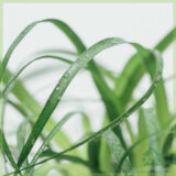 Beaucarnea Recurvata Olifantspoot kopen