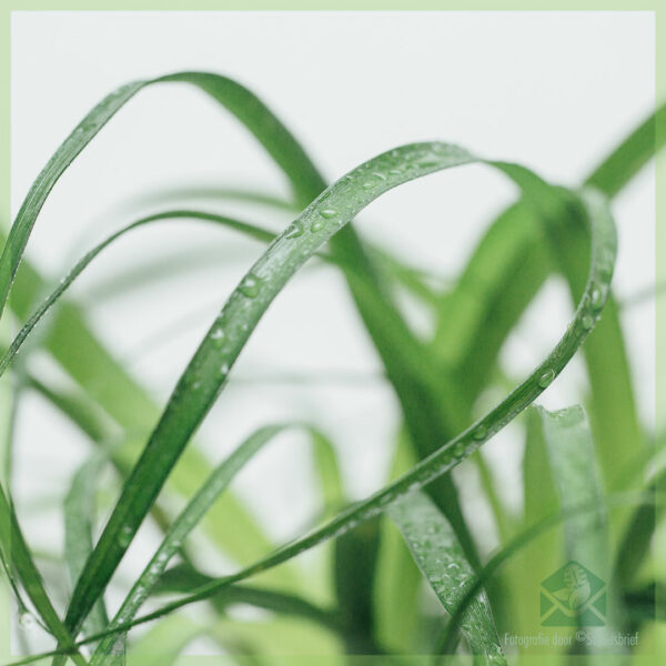 Beaucarnea Recurvata Olifantspoot kopen