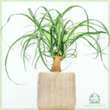 Beaucarnea Recurvata Olifantspoot kopen