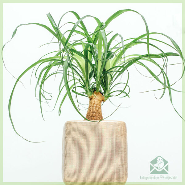 Beaucarnea Recurvata Olifantspoot kopen