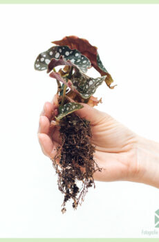 Acheter Begonia maculata - bégonia à pois plante bouture enracinée