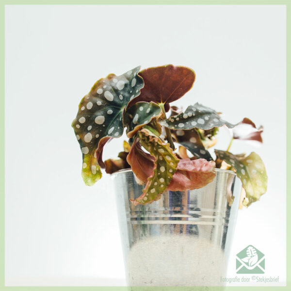Begonia maculata polka dot begonia polka dot plant