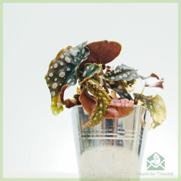 Acheter plante Begonia maculata dots bégonia dots