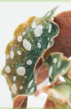 Acheter plante Begonia maculata dots bégonia dots