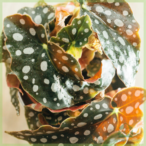 Begonia maculata polka dot begonia polka dot plant මිලදී ගන්න