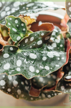 Begonia maculata polka dot begonia polka dot plant