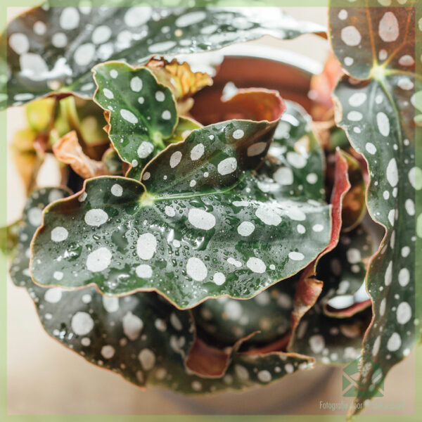 Achte Begonia maculata polka dot plant begonia polka dot