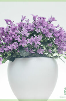 Glockenblumenstauden Campanula portenschlagiana kaufen