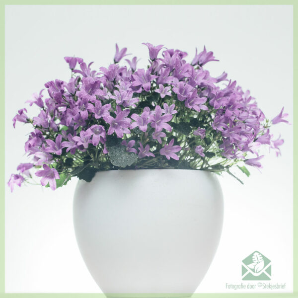 Glockenblumenstauden Campanula portenschlagiana kaufen