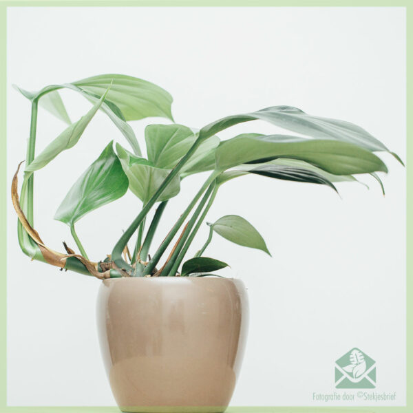 Pirkite Dragon Tail augalą - epipremnum pinnatum