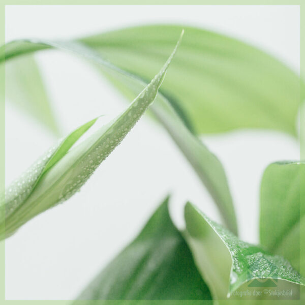 Dragon Tail plant - epipremnum pinnatum kopen