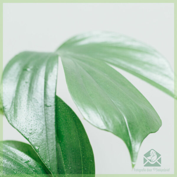 Купете растение Dragon Tail - epipremnum pinnatum