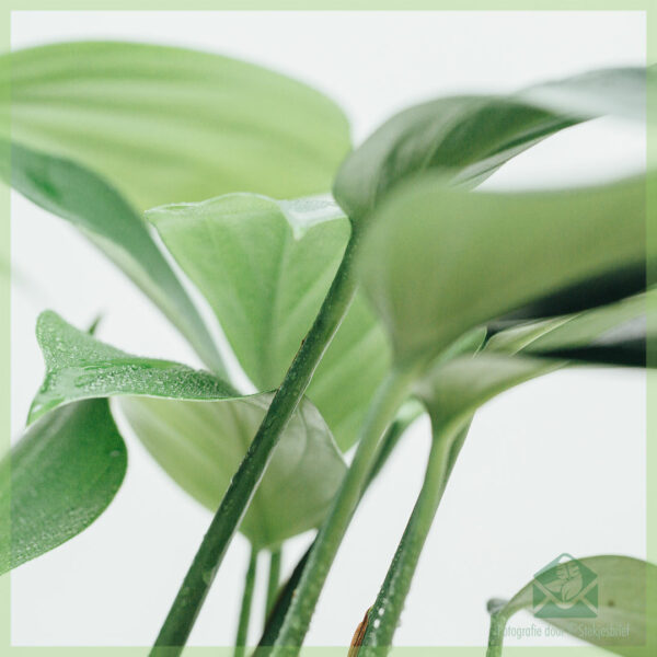 Dragon Tail පැලය මිලදී ගන්න - epipremnum pinnatum