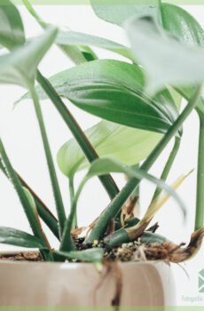 Dragon Tail plant - epipremnum pinnatum kopen
