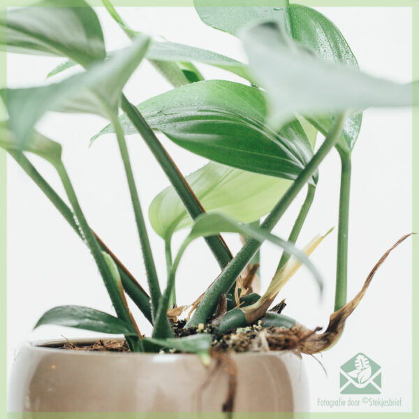 Купете растение Dragon Tail - epipremnum pinnatum