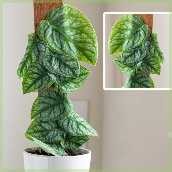 Köp Monstera Dubia orotade sticklingar