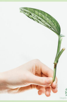 Monstera Karstenianum - Peru unrooted cuttings meuli