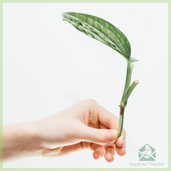 Monstera Karstenianum - 페루 뿌리 없는 절단 구매