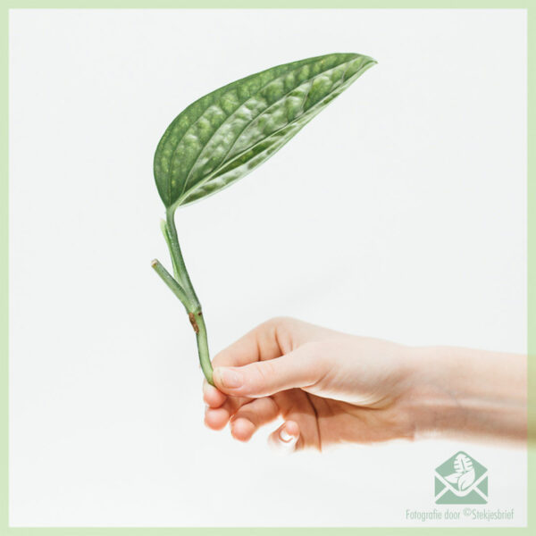 Monstera Karstenianum - 페루 뿌리 없는 절단 구매