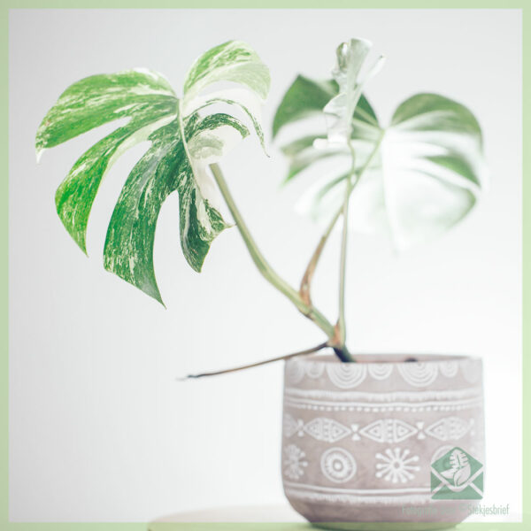 Emptio et curans Monstera variegata foveae plantae