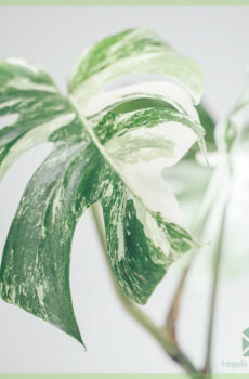 Monstera variegata සිදුරු බලාගාරය මිලදී ගැනීම සහ රැකබලා ගැනීම