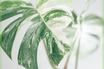 Monstera variegata 구멍 식물 구입 및 관리
