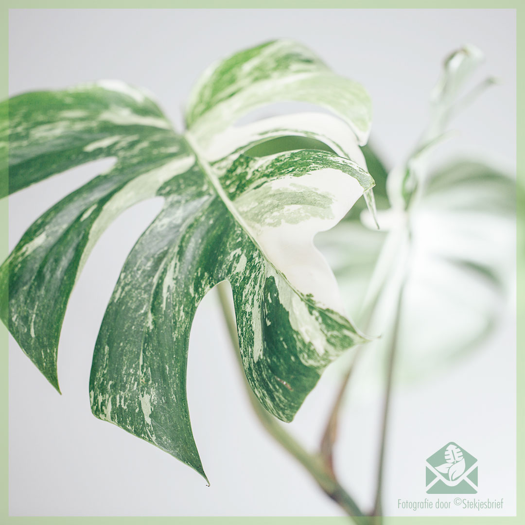 Acheter et entretenir la plante creuse Monstera variegata