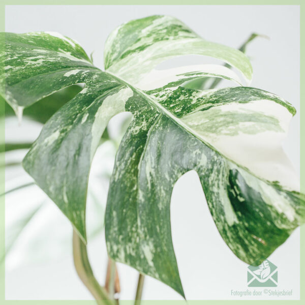 Keapje en fersoargje Monstera variegata gat plant