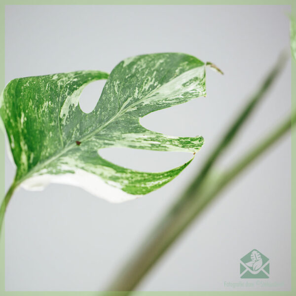 Monstera variegata gatenplant kopen en verzorgen