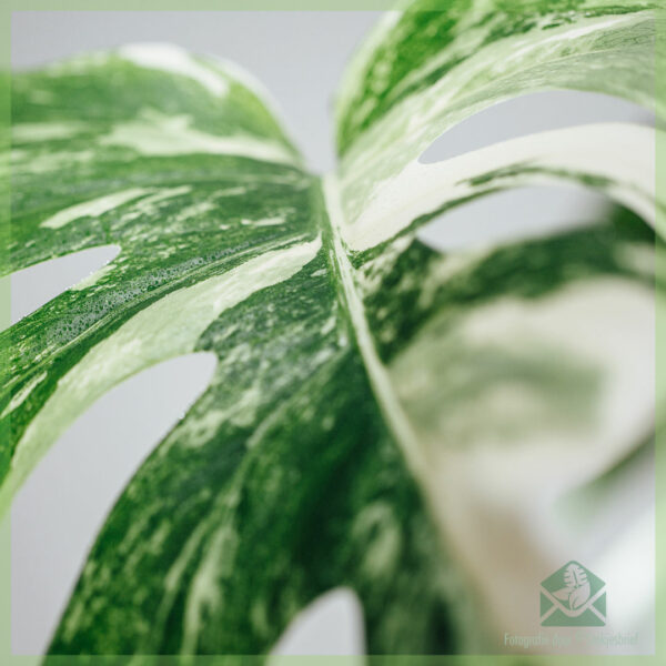 Monstera variegata gatenplant kopen en verzorgen