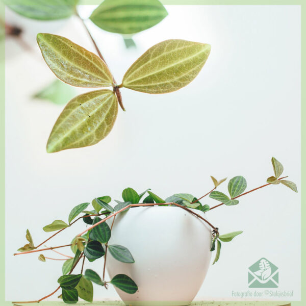 Peperomia angulata Rocca Scuro kopen