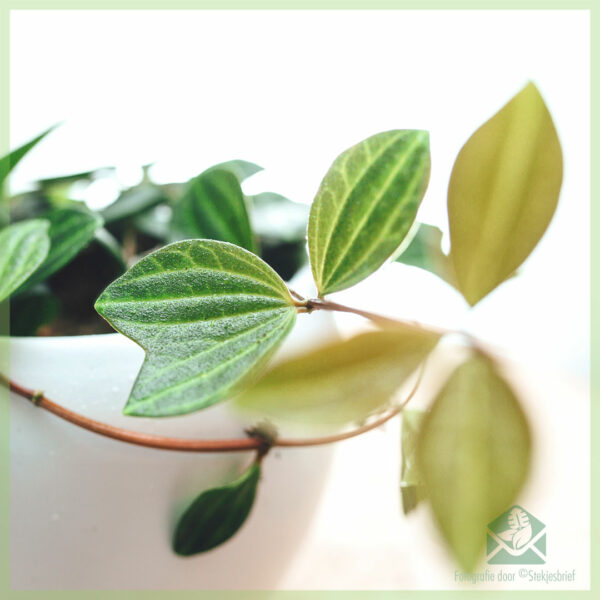 Peperomia angulata Rocca Scuro kopen