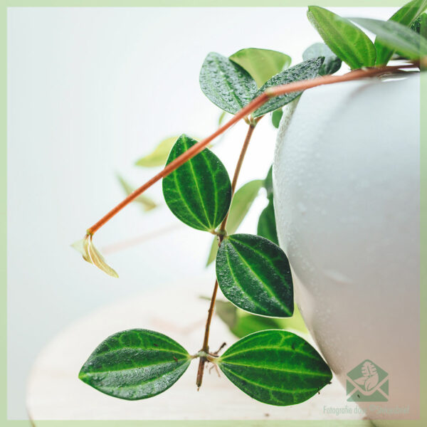 Peperomia angulata Rocca Scuro kopen